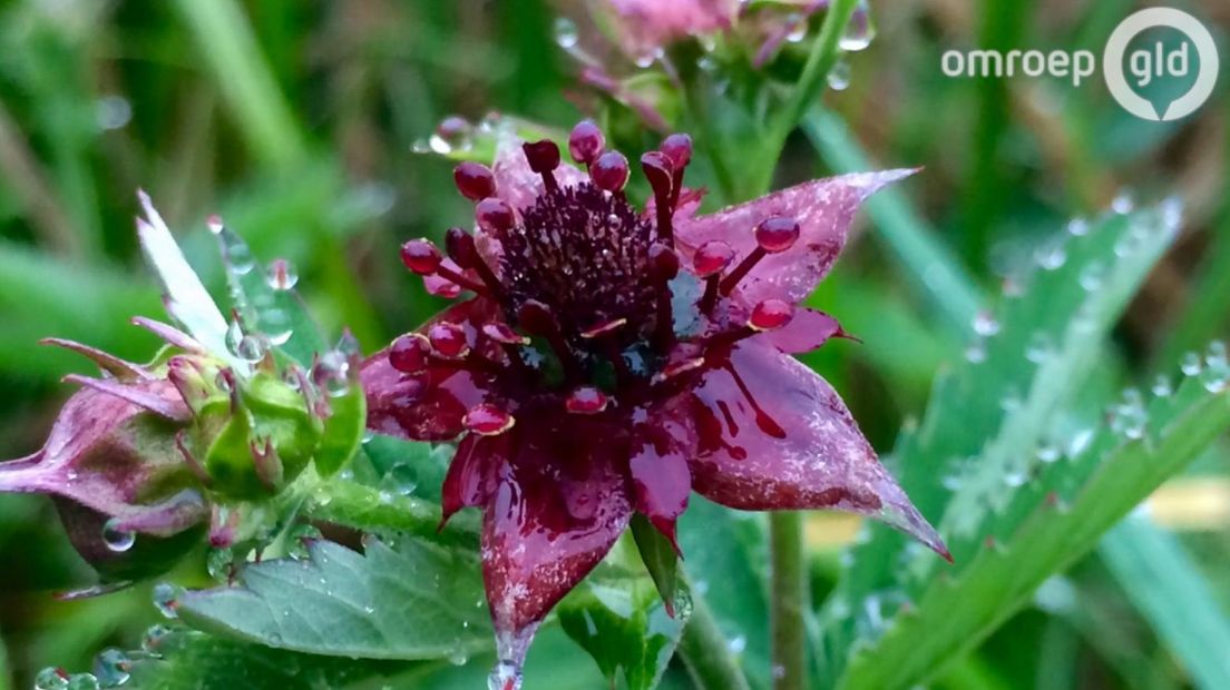 De poging om de Tuin van Sjef in Velp van de ondergang te redden, dreigt te mislukken. Met een crowdfundingsactie probeert de Stichting Tuin van Sjef 295.000 euro op te halen.