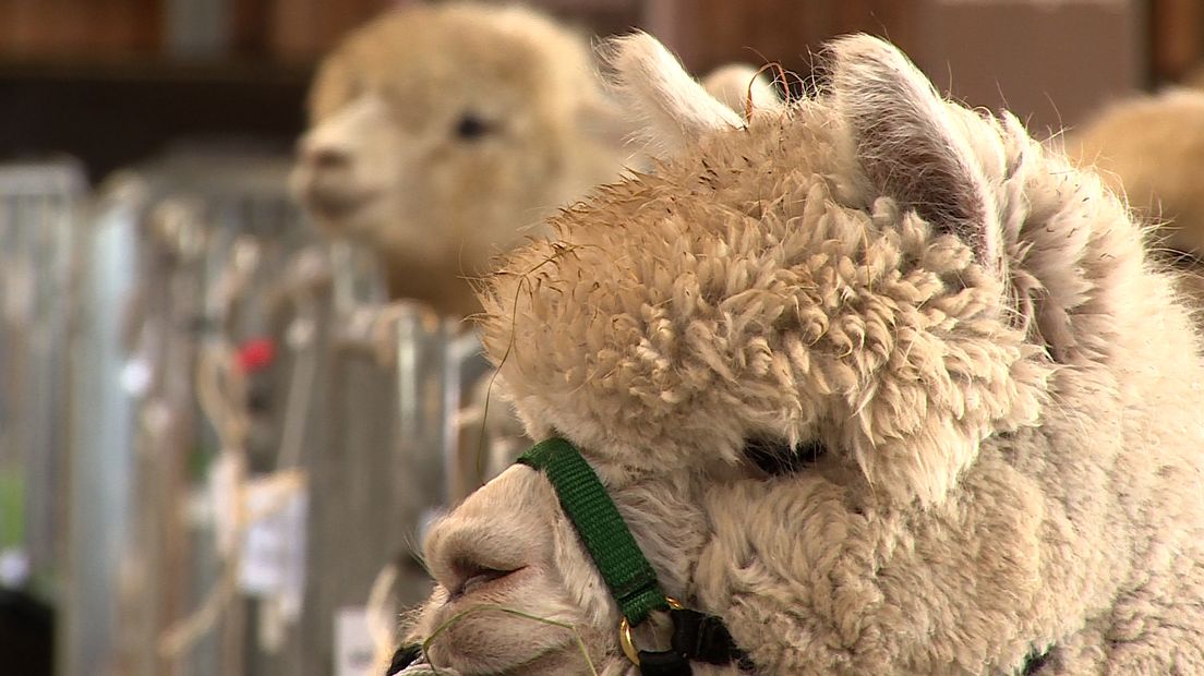 Alpaca's: volop te bewonderen in Meppel