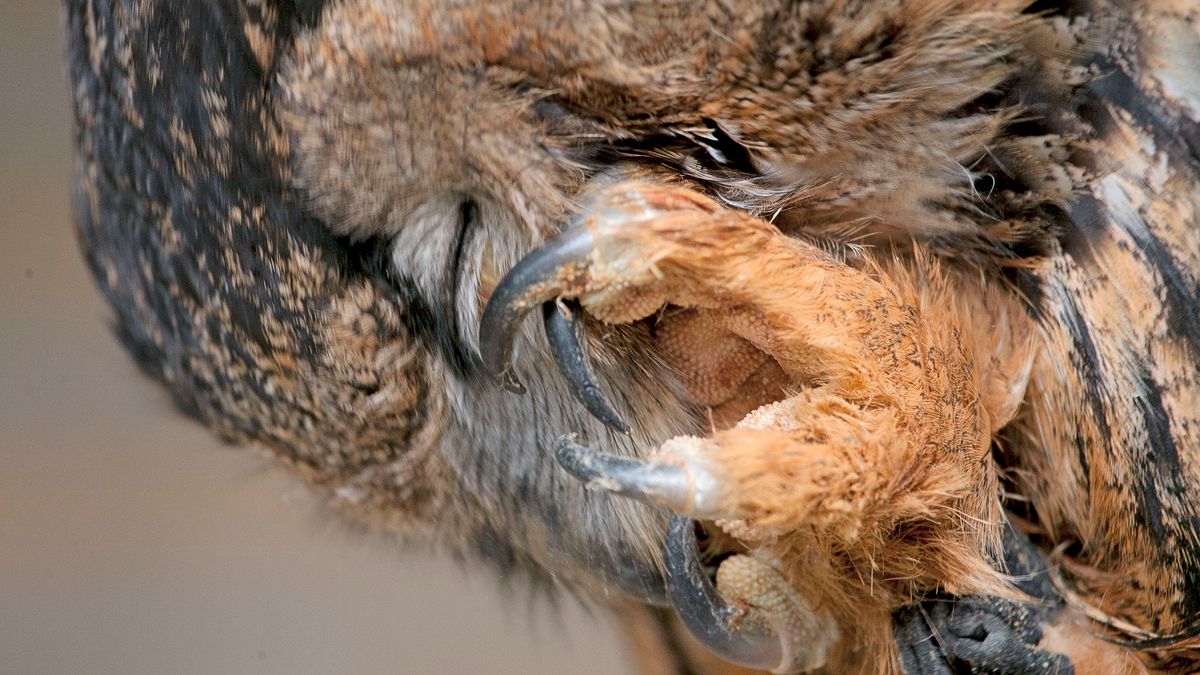 Krijsende oehoe houdt Arcen uit de slaap