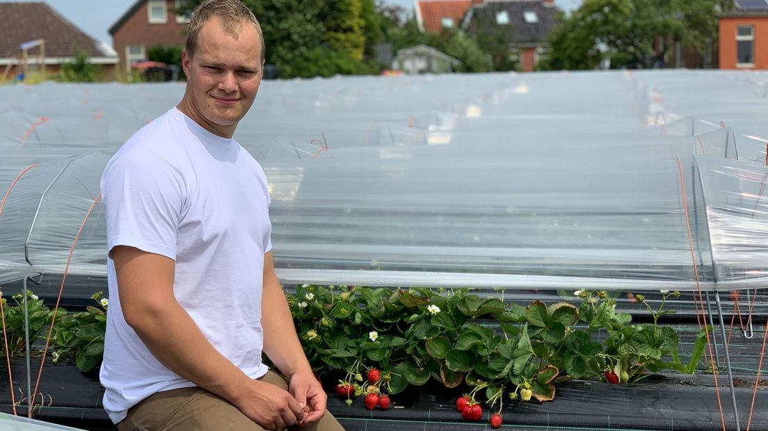 Jelte Plas heeft sinds dit jaar een aardbeienkwekerij