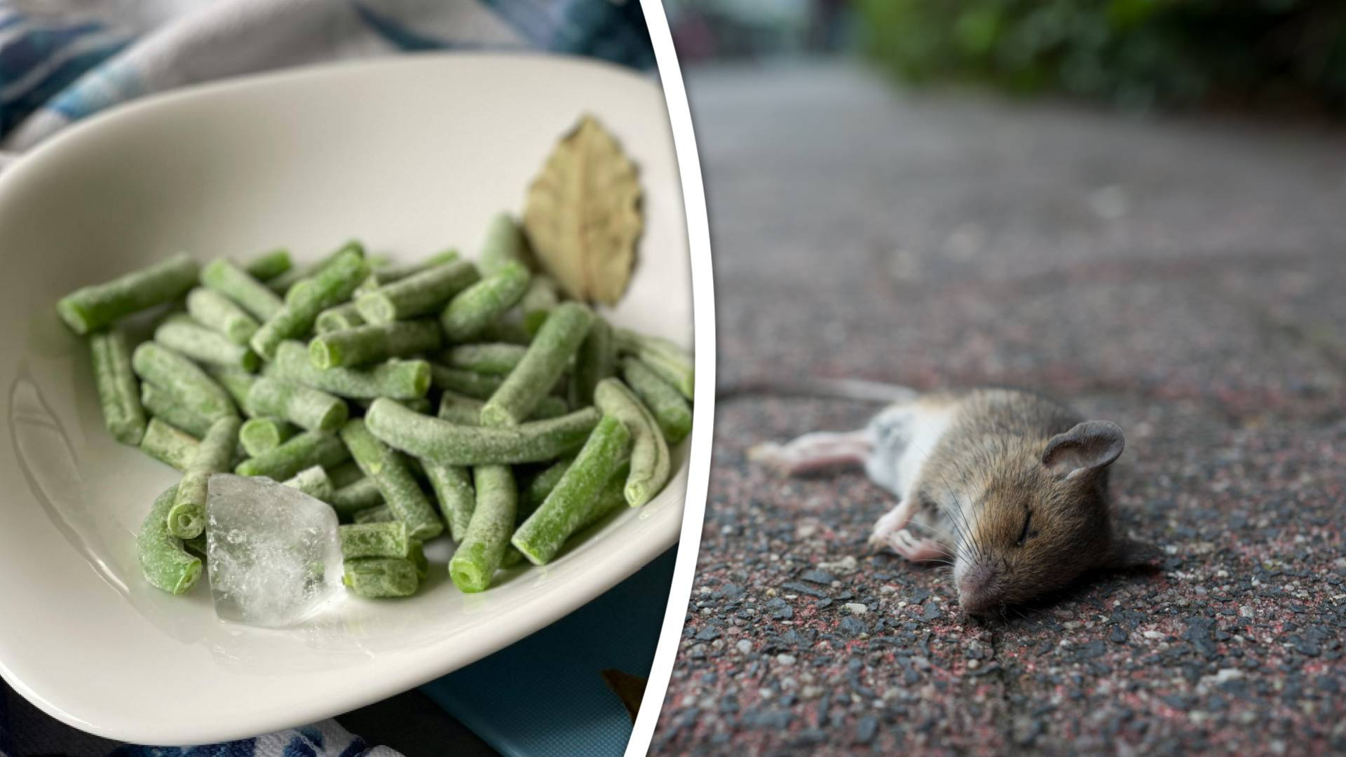 In de zak bevroren sperziebonen zat een dode muis.