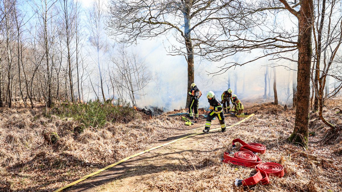 Bosbrand bij Oranjewoud snel onder controle