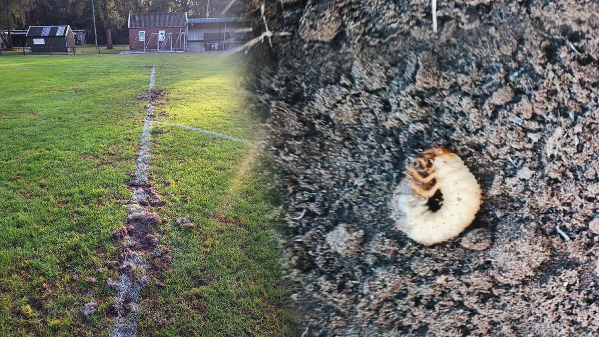 Voetbalvelden in Noordwolde vernield door engerlingen en dassen; 