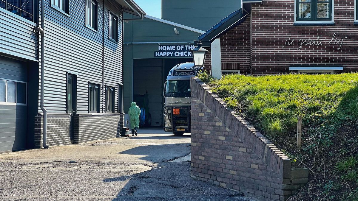 Vogelgriepvaccins blijken bij proef effectief: 'Stap in de goede richting, maar we zijn er nog niet'