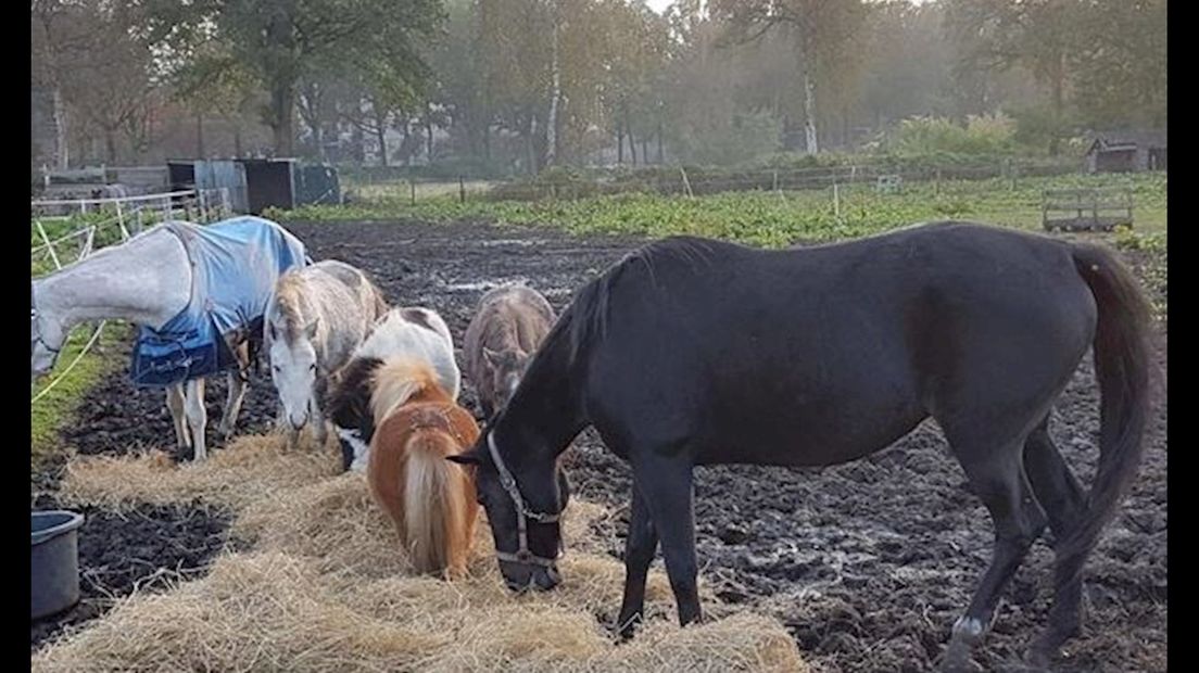 De verwaarloosde pony's en paard die in beslag zijn genomen