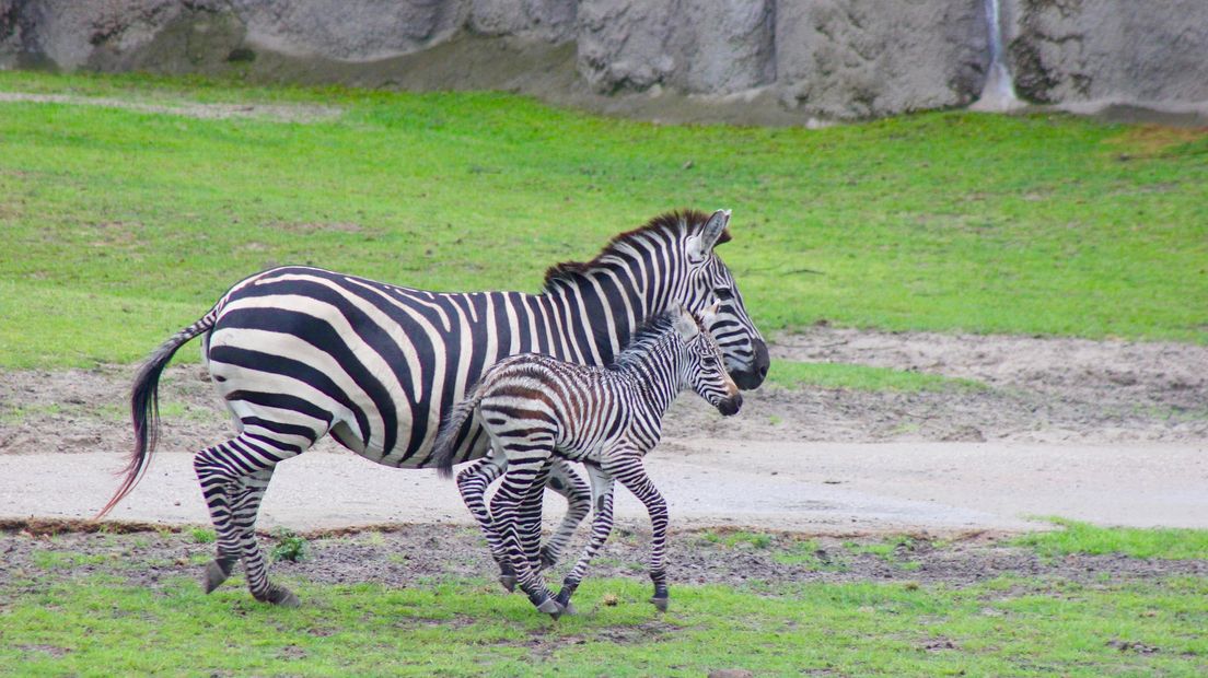 In de dierentuin is een zebra geboren (archieffoto Wildlands Adventure Zoo)