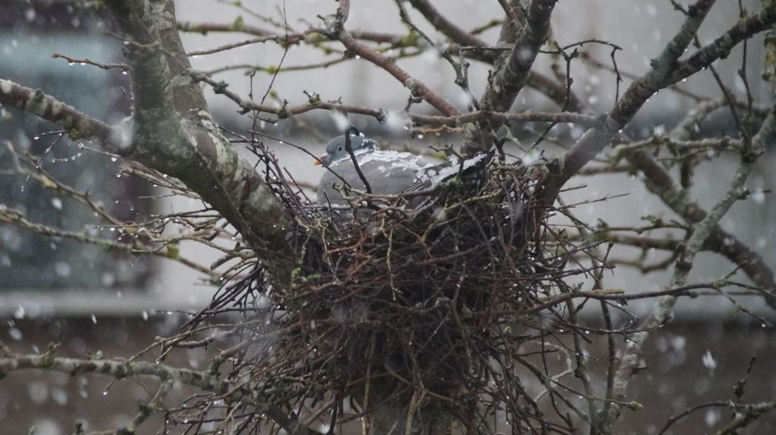 Duif probeert haar eieren uit te broeden