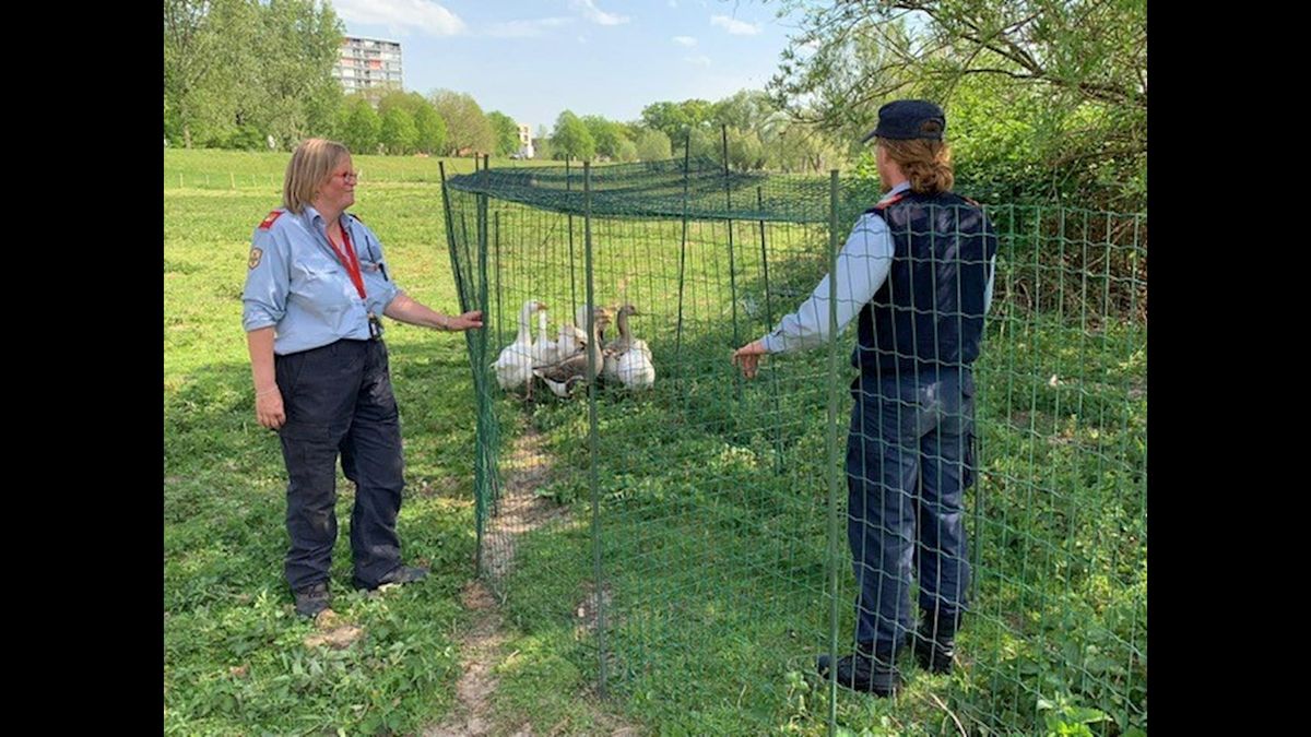 Lastige 'snelwegganzen' in Zwolle eindelijk gevangen RTV Oost