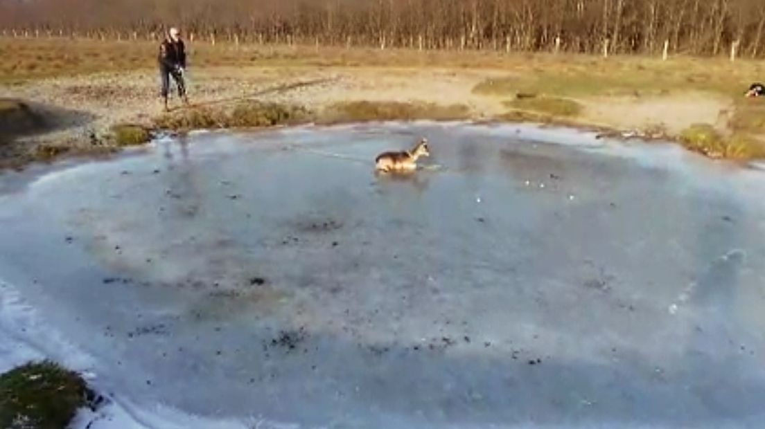 Zeeuw redt uitglijdend hertje in cowboy-stijl (video)