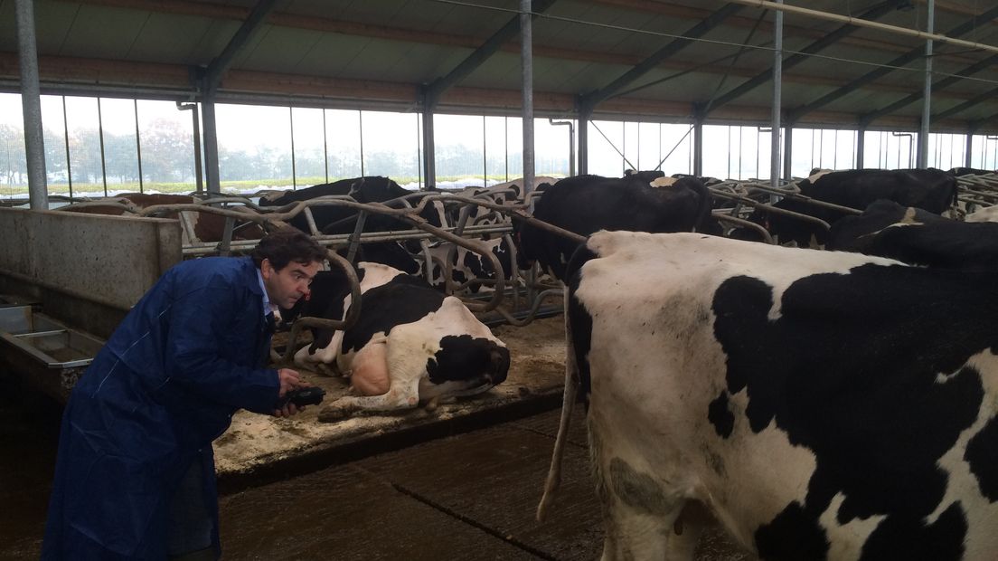 Inspecteur stamboek Nico Rietman: 'Het is gevaarlijker geworden, dus ik heb de koeien liever vaststaan' (Rechten: Margriet Benak/RTV Drenthe)