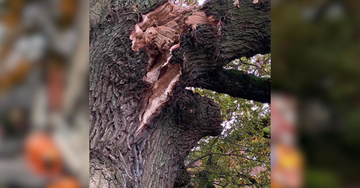 Trekker beschadigt stokoude boom: 'Ik schrik hier echt van' - Omroep