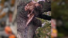 Trekker beschadigt stokoude boom: 'Ik schrik hier echt van'