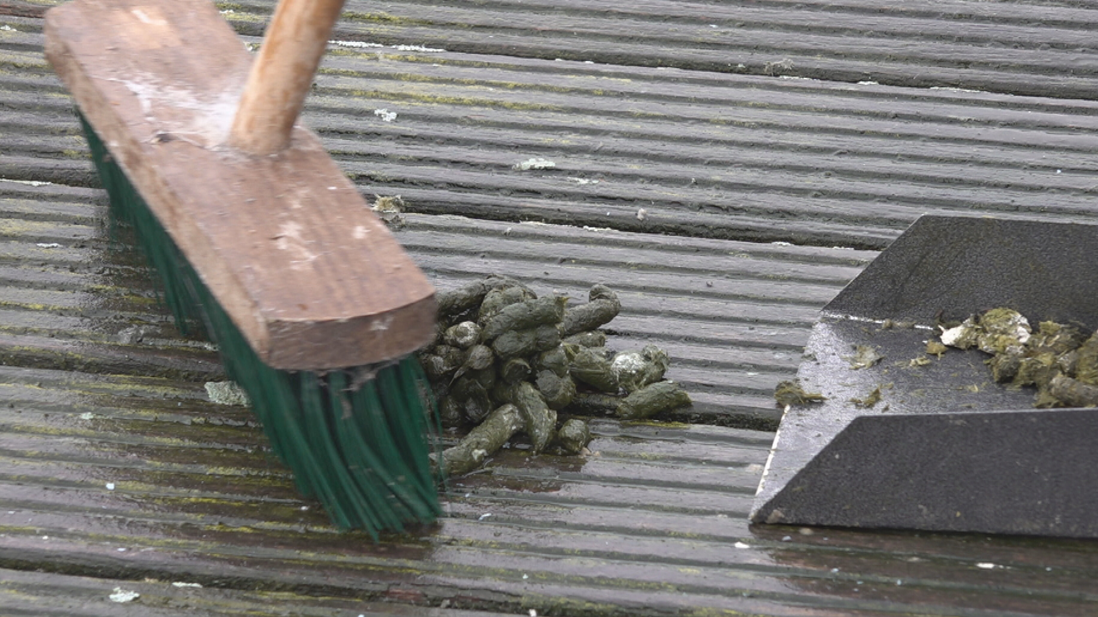 Poepscheppers moeten van het Nannewiid weer zwemwater maken