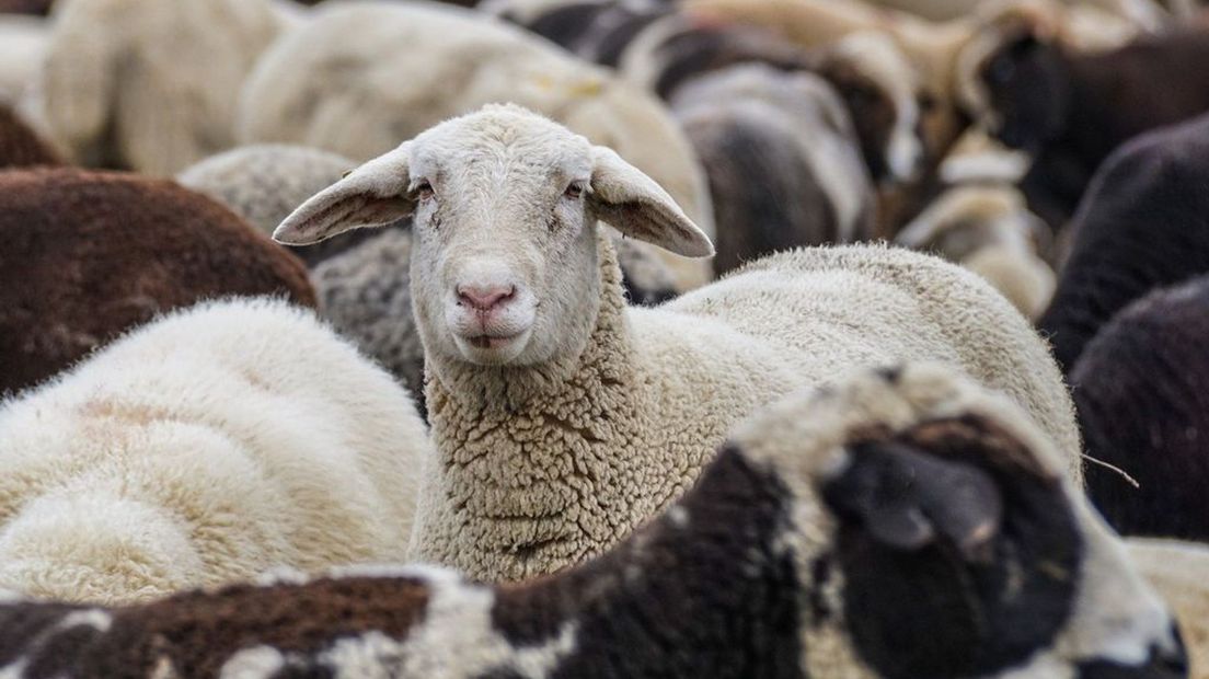 De schapen op de foto zijn niet de schapen die in beslag zijn genomen.