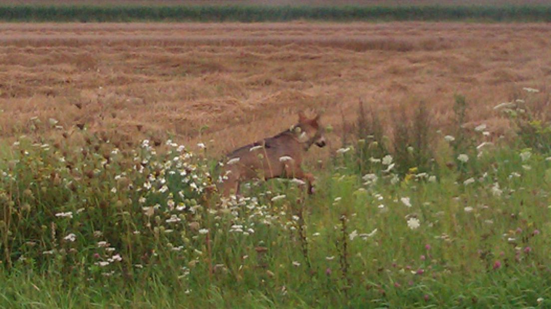 Het dier dat in 2011 werd gezien bij het Van der Valkhotel in Duiven is hoogstwaarschijnlijk een wolf geweest.