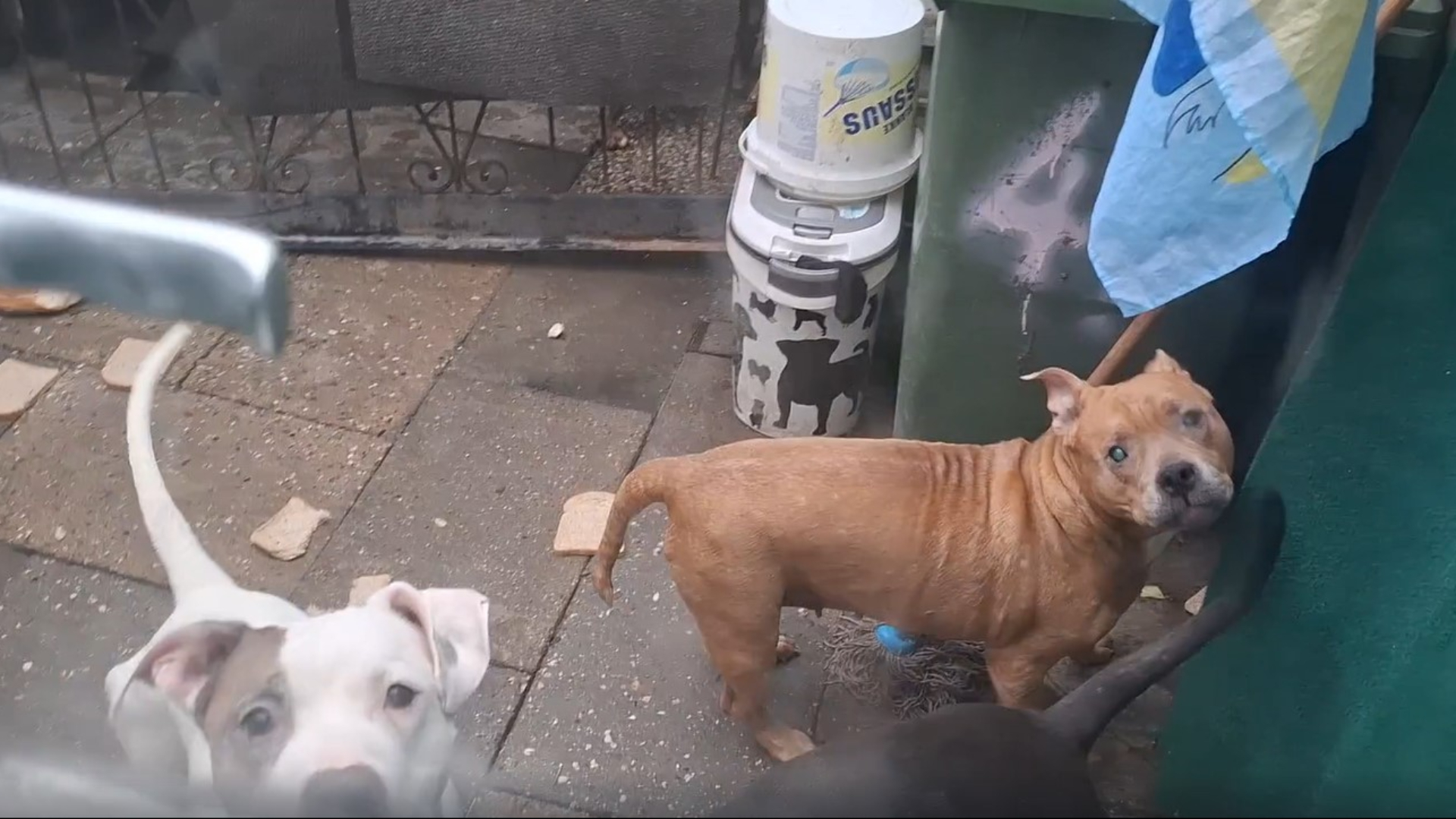 Twee van de vijftien honden die de LID bij Ina vandaan haalde.