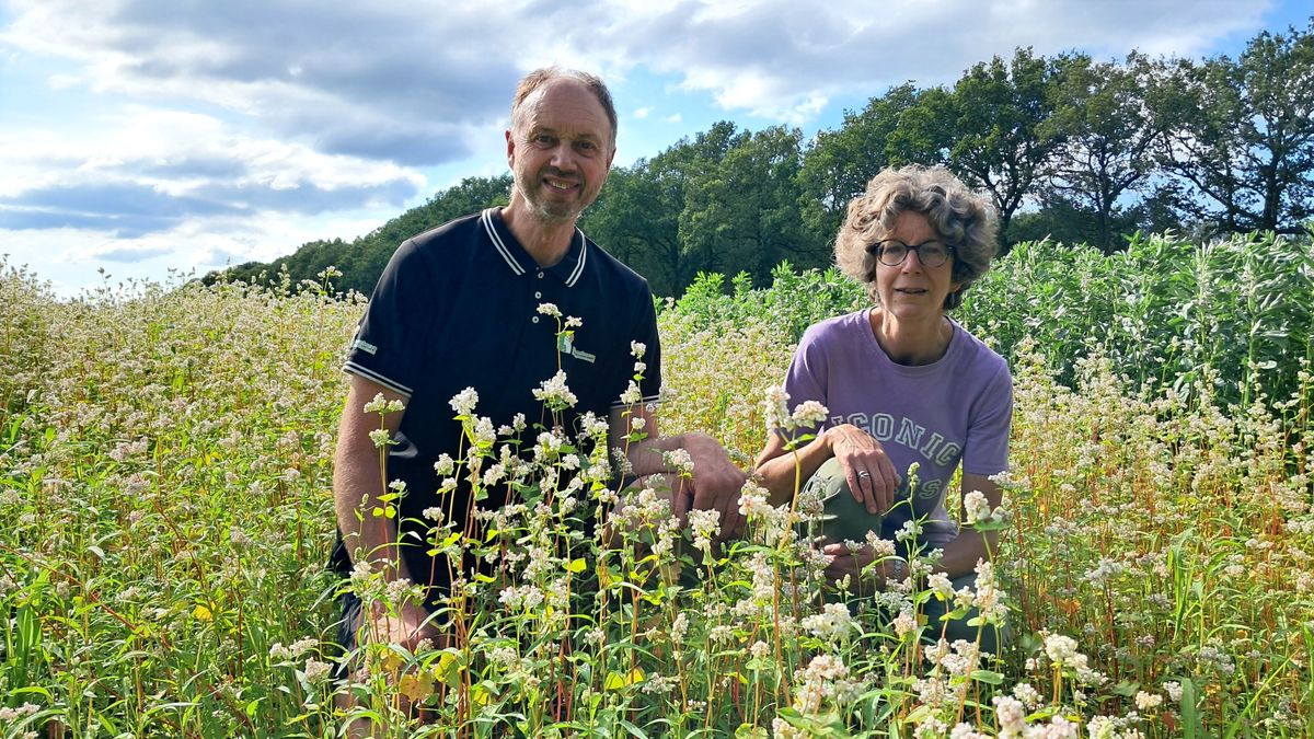 Boekweit moet weer opbloeien in Drenthe: 'Het gedijt goed op arme zandgronden'