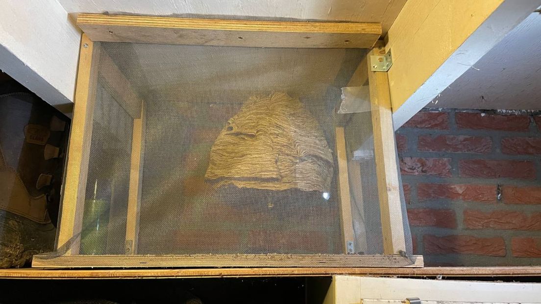 Het hoornaarsnest in de schuur
