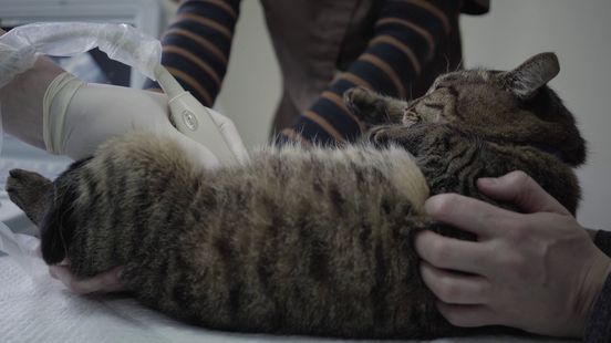 Dode huisdieren in dit dorp, wat is er aan de hand?