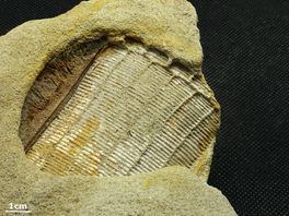 Hunebedcentrum stuit per toeval op miljoenenoud fossiel van uitgestorven rog