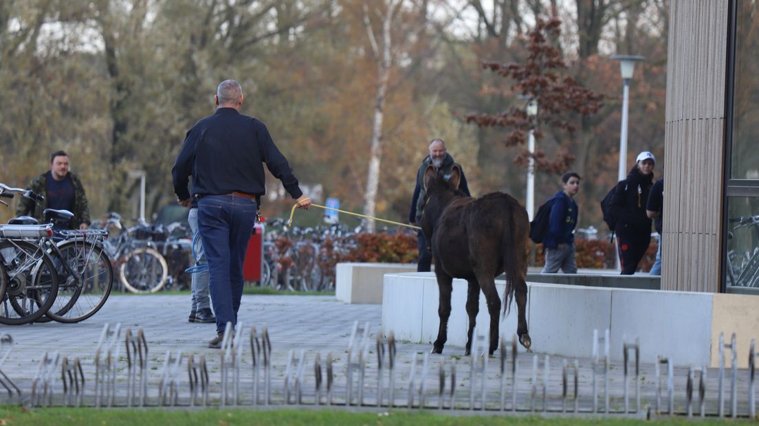 De ezel werd gevangen en teruggebracht naar het weiland