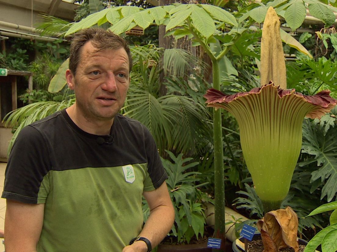Botanicus Louwerens-Jan Nederlof next to the titan arum
