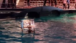 Activisten verstoren dolfijnenshow in Dolfinarium