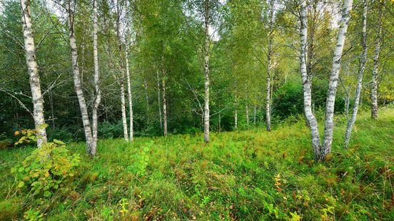 Deze boom zorgt dit weekend voor een hooikoortspiek