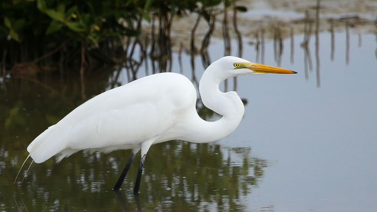 Wat Is Het Grootste Knaagdier Van Europa