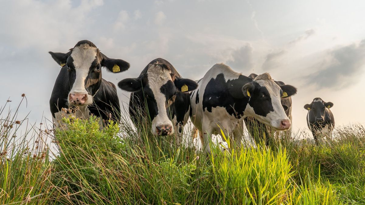 Boete voor boer Nieuw-Weerdinge voor verwaarlozen vee