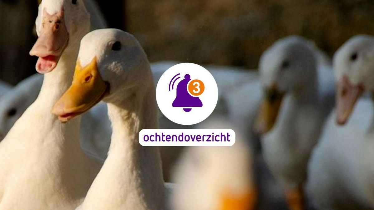 Burgemeesters maken zich zorgen over vuurwerk • Vogelgriep in Nijkerk