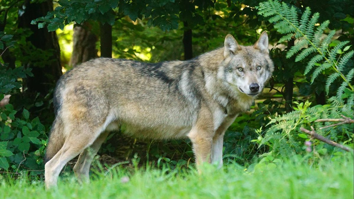 Wolf krijgt poot aan de grond in Overijssel: nu al meer aanvallen dan in 2024