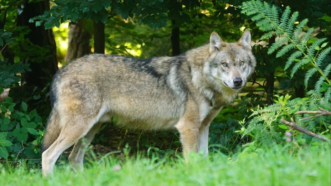 Het spoor van de wolf