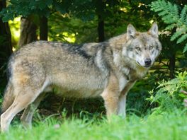 Bijna eenderde van de inwoners van Overijssel wil geen wolf binnen de provinciegrenzen