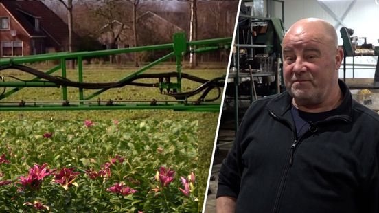 Verdeeld leliebeleid drijft teler tot stoppen: 'Niet blij mee'