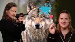 Hoe kan je een niet-schuwe wolf bestrijden?