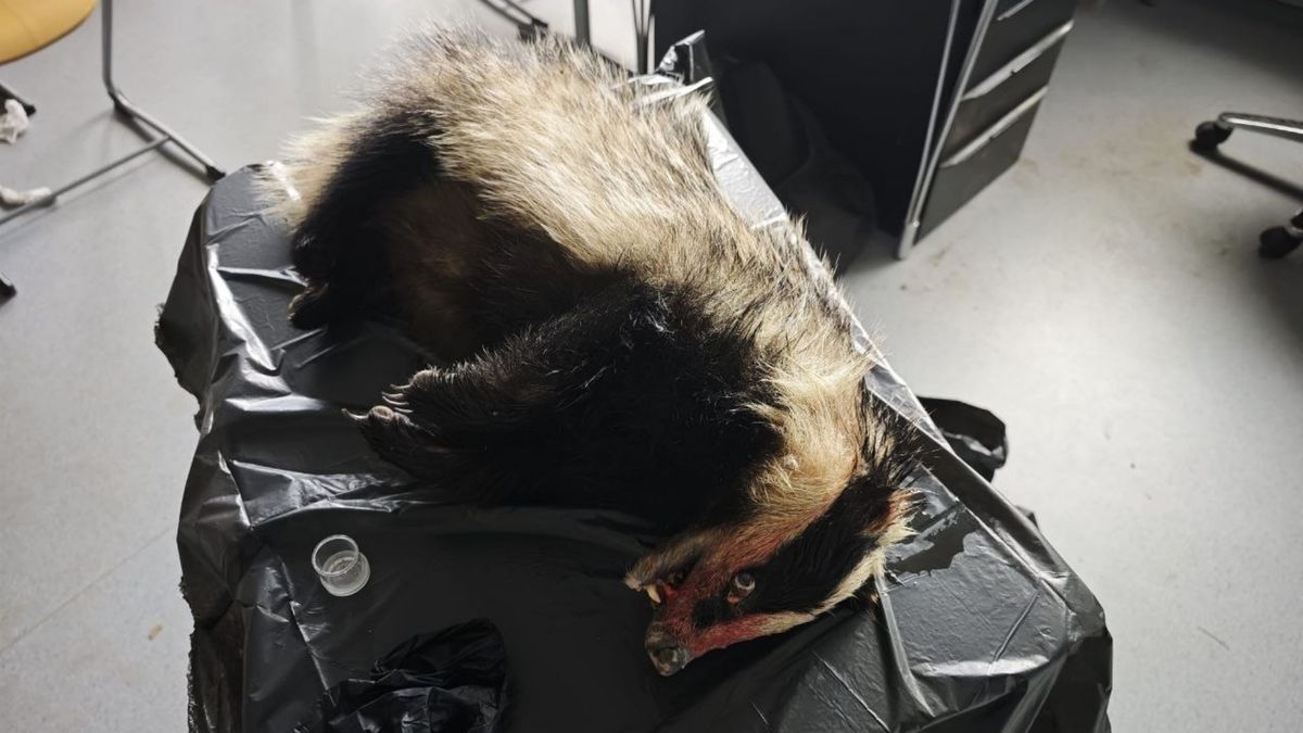 Aantal aanrijdingen met dieren stijgt na ingaan zomertijd: 'Trap gaspedaal minder hard in'