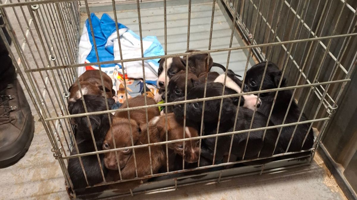 Tien pups in roestige kooi: inspectie grijpt in