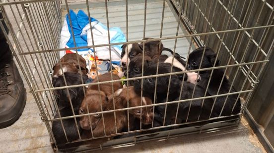 Inspectie haalt twaalf verwaarloosde honden uit vervuilde woning