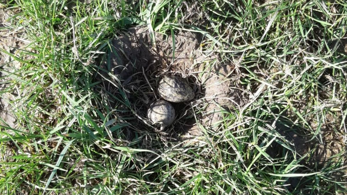 Eerste kievitsei van Overijssel gevonden in weiland bij Grafhorst