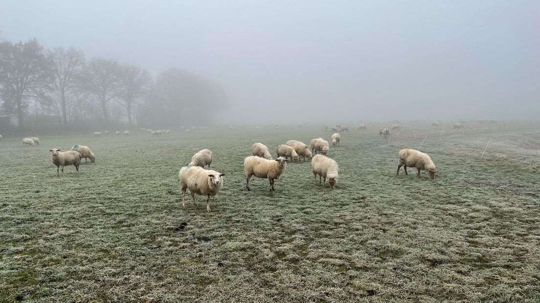 Mist in Reuver