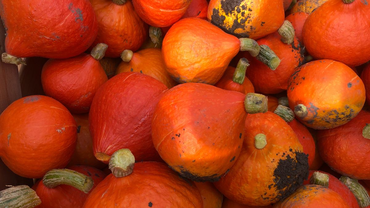 Fel oranjegekleurde pompoenen rollen van Groningse akkers