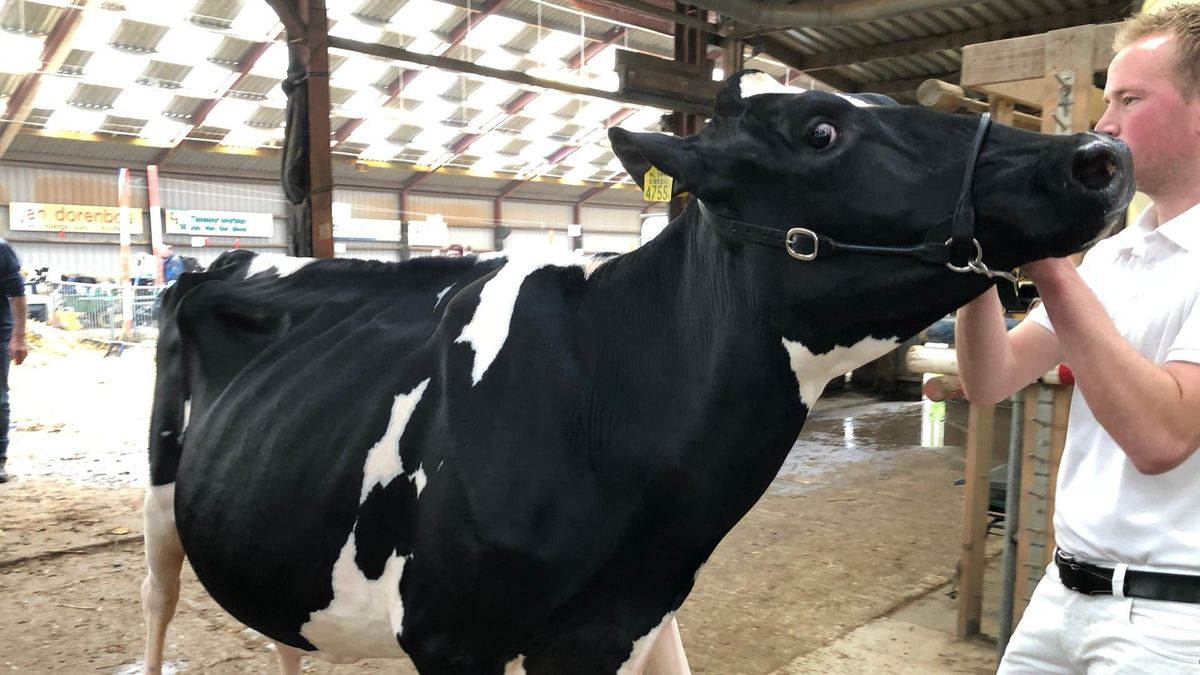 VIDEO: De beste koeien en kalveren op de keuring in Oentsjerk
