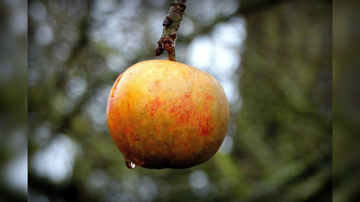 Fruit in Voedselbos Biggekerke wordt te weinig geplukt: 'Blijkbaar weet men niet hoe lekker het is'