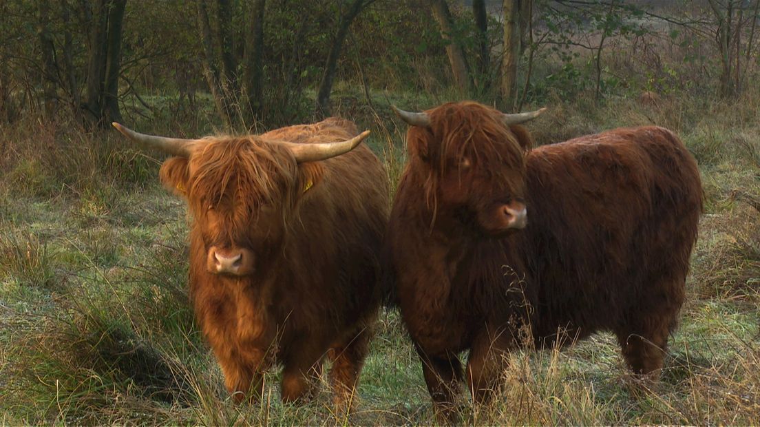 Schotse hooglanders (Archieffoto)
