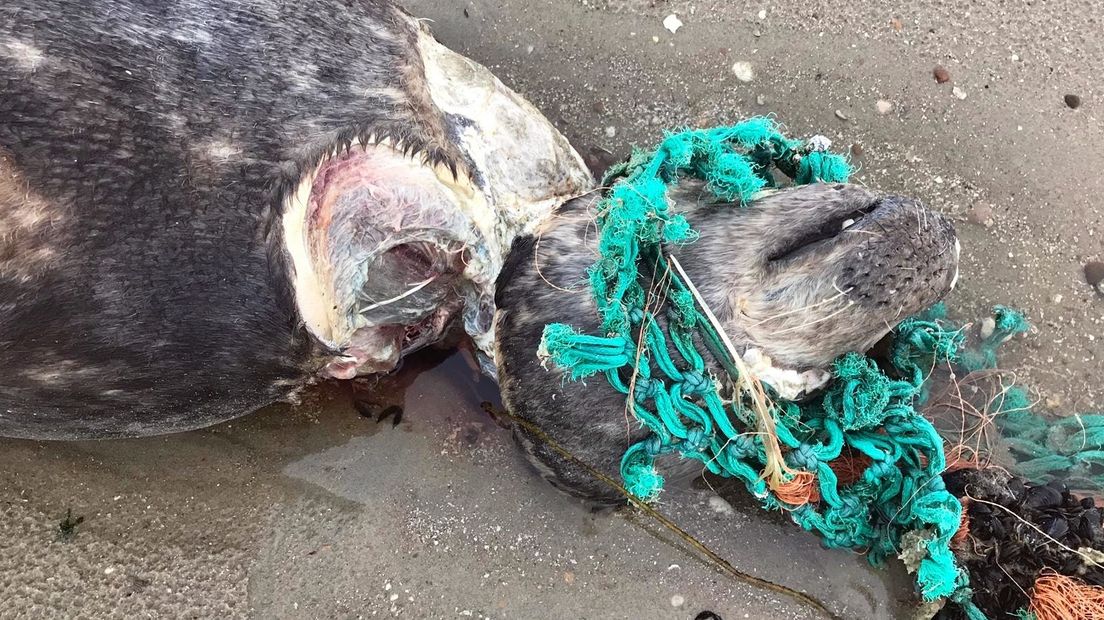 Deze bij Brouwersdam aangespoelde zeehond was bijna onthoofd door een stuk visnet