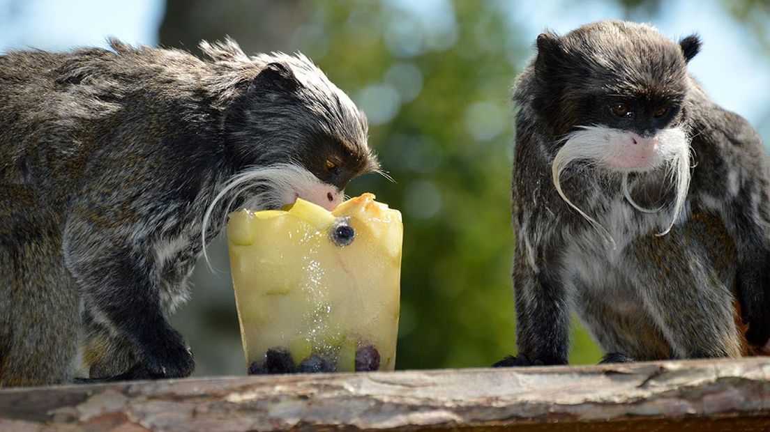 Keizertamarins