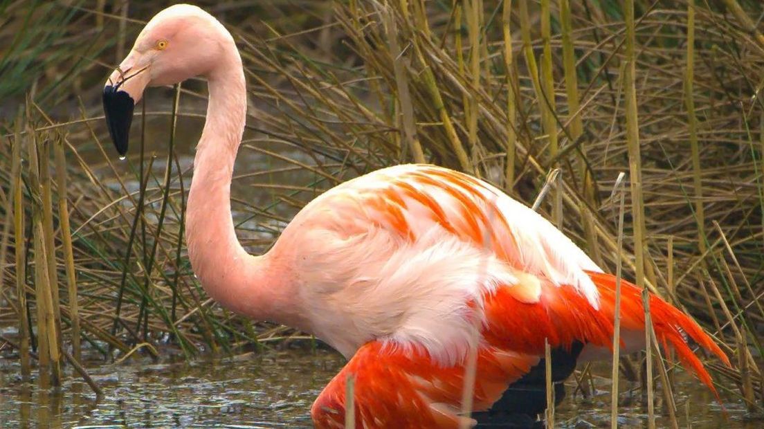 Blijft flamingo ZT59 overwinteren bij Groenlo?