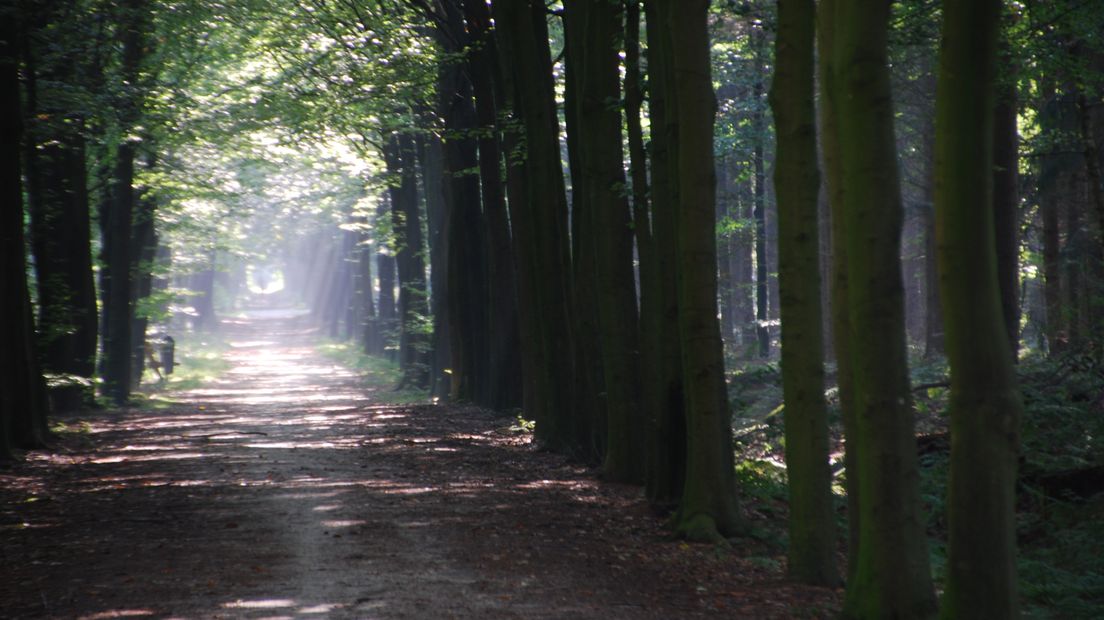 Zaterdag kun je wandelen in het Asserbos (Rechten: RTV Drenthe)