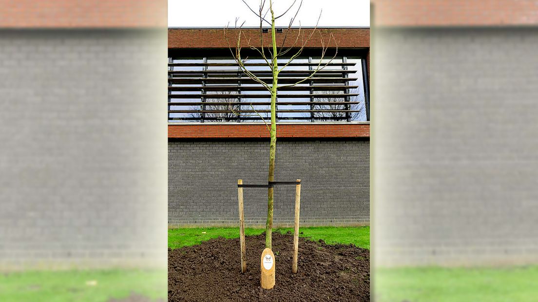 De gedenkboom voor Savannah bij het Oostwende College in Bunschoten